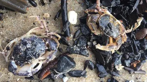 Zima im nie straszna 