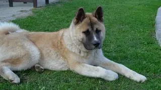 Przeznaczony do uśpienia pies jest rasy American Akita