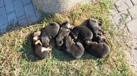 Porzucił suczkę i szczeniaki przy śmietniku. "Bo w domu było za dużo psów"