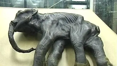 Mamuci maluch sprzed 37 tys. lat