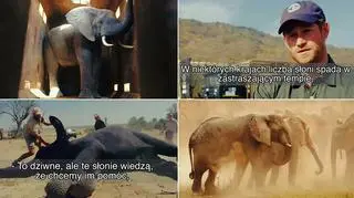 Książę Harry zaangażował się w pomoc słoniom