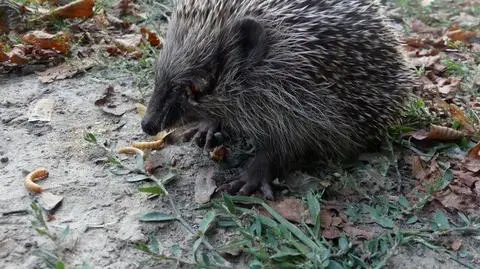 "Chora zabawa zakończyła się dla jeża wydłubanymi zapałkami oczami"