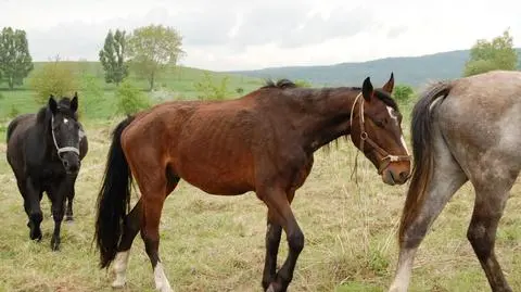 Nielegalny transport koni z Niemiec. Mieszkańcy Bogatyni ruszyli na ratunek 