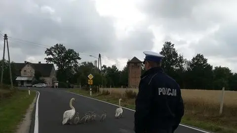 Łabędzie na drodze. Pomogli policjanci