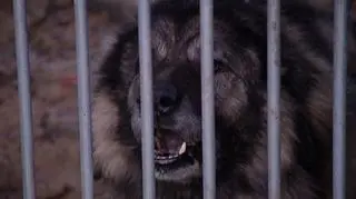 9.06 | Rany twarzy i głowy ma 20-miesięczny chłopczyk, którego w czwartek w jednej z miejscowości w pobliżu Kłodzka (Dolnośląskie) dotkliwie pogryzł pies. (TVN24)