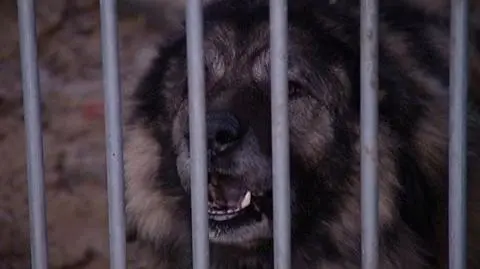 Pięciolatka pogryziona przez psa