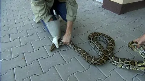 Pyton z poznańskiego podwórka trafił do zoo. "Jest w bardzo dobrej kondycji"