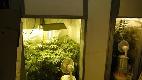 Plantacja marihuany w gospodarstwie 22-letniego rolnika