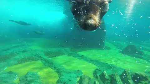 Drapieżne damy, co dają całusy. Kamera TVN24 pod wodą z gwiazdami Afrykarium