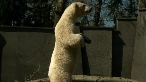 Lampiony zasypały zoo