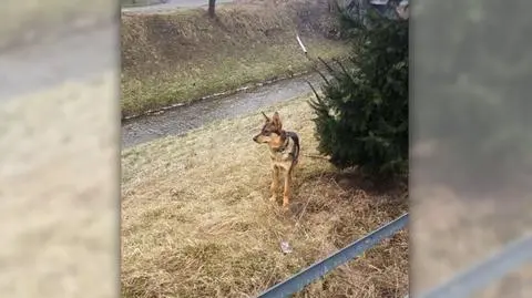 Pies  zaplątał się w krzaki. Policjanci "zdobyli jego zaufanie"