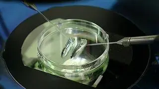 Ambasada Niemiec chce od MS informacji nt. słów Gowina o zarodkach