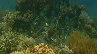 Od lat niszczy je zanieczyszczenie powietrza i intensywne połowy, ale to przez postępujące globalne ocieplenie mogą za kilkadziesiąt lat całkowicie zniknąć z dna oceanów. Indonezyjskie rafy koralowe wymierają w zastraszającym tempie, a ekolodzy i naukowcy robią co mogą, żeby zachować podwodne cuda natury.