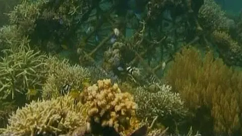 Na ratunek rafom koralowym