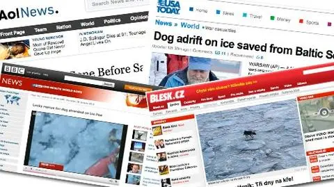Pies z kry podbija świat
