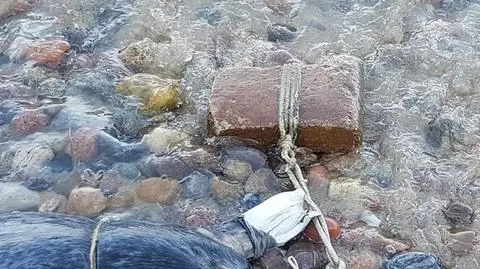Two dead seals have been gutted and tied with a rope with a brick attached to it
