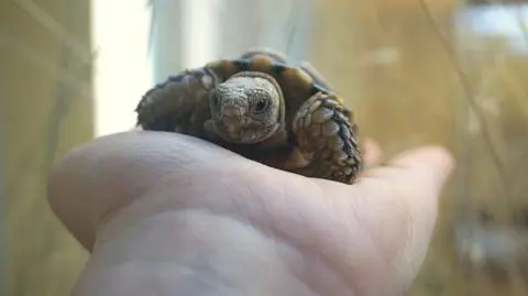 Najmniejszy żółw na świecie zamieszkał we wrocławskim zoo