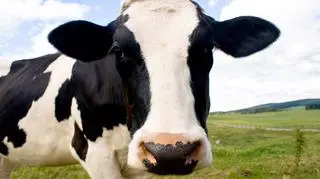 Krowy nie mają nic przeciwko nowemu trunkowi w swojej diecie
