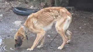 Psiaki były mocno wychudzone