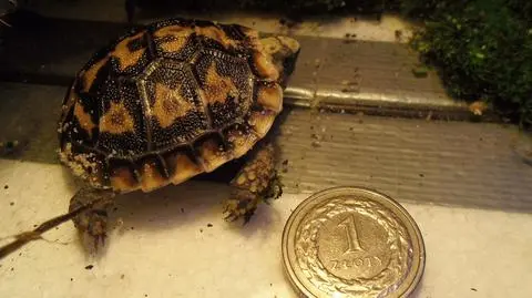 Mały żółwik naleśnikowy w poznańskim zoo