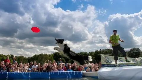 Dog Chow Disc Cup 2012