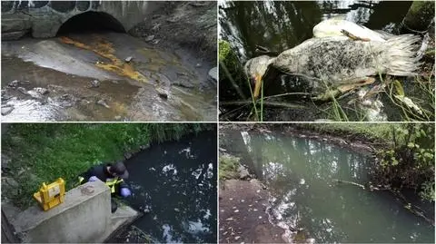 Stawy znów zanieczyszone