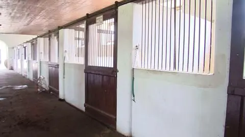 Ostrów Wielkopolski: Molestowanie w ośrodku jeździeckim