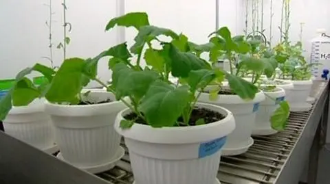 GMO w Polsce? I tak już jest