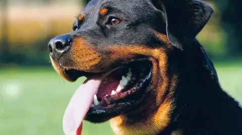 25 rottweilerów zagryzło właścicielkę