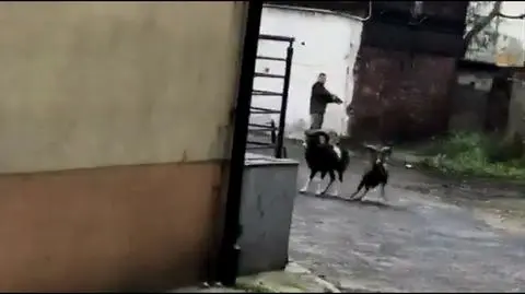Barany na ulicy. Strażnicy zagonili je w róg, ale uciekły