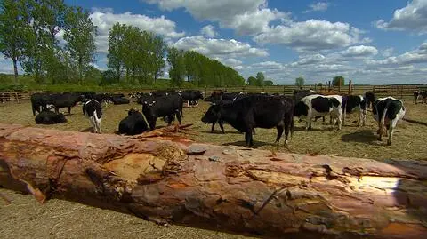 Animal rights activists said the order to kill the cows was an outrage, given more humane possible solutions