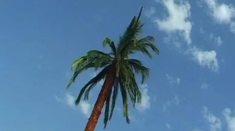 Palmy "wyrosły" w Kraśniku