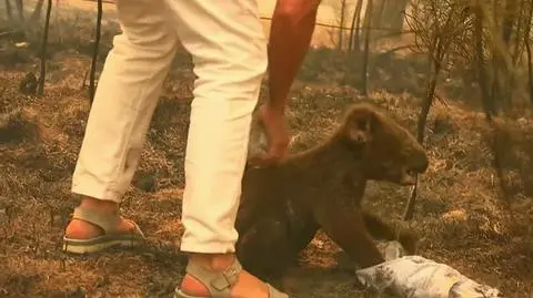 Koala uratowany z płonącego buszu w Australii [Wideo]