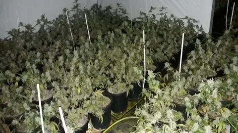 Dolny Śląsk. Prawie 1,7 tysiąca krzewów na zlikwidowanej plantacji marihuany