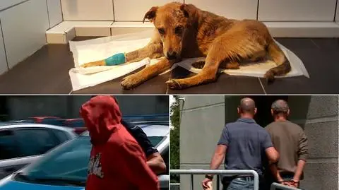 Władysławowo: Ktoś zakopał psa żywcem