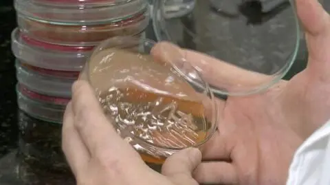 Superbakteria z Brazylii