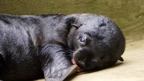 Maluch zachwycony, opiekunowie dumni. Pierwsza kąpiel wrocławskiego kotika