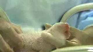 To była istna gehenna. Po 15 godzinach męki panda Chenji powiła wreszcie bliźnięta.
Małe pandy są różowe, ślepe i zupełnie bezbronne. Szkraby czują się dobrze. Ważą 200 i 176 gramów. To całkiem sporo, jak na noworodki tego gatunku zwierząt. 
Mimo to mniejszy miś trafił do inkubatora. Wszystko dlatego, że pandy zazwyczaj opiekują się tylko jednym potomkiem. (APTN)