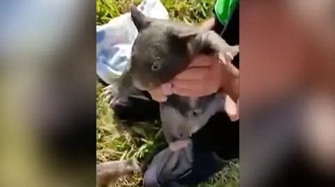 Uratował małego wombata z torby martwej matki