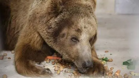 W zoo Baloo zajada się orzechami i warzywami