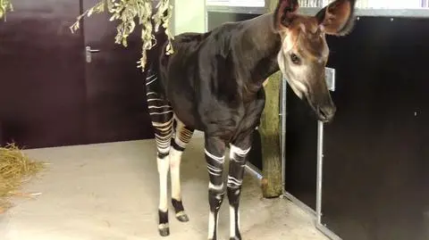 "Mityczne zwierzę, niczym obraz Rembrandta"
Okapi już we wrocławskim zoo