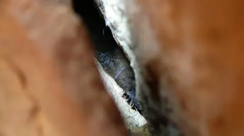 Zimowe liczenie nietoperzy w Górach Świętokrzyskich