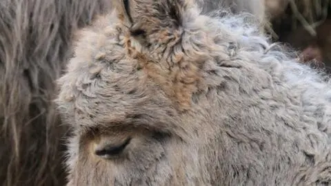 Gracja trzepocze rzęsami na wybiegu