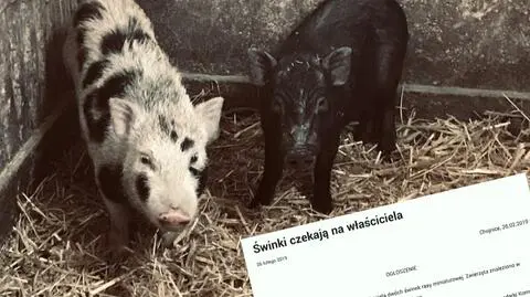 Chojnice: urzędnicy szukają właścicieli świnek miniaturowych