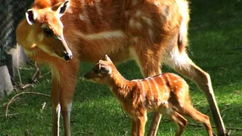 Nieśmiała sitatunga nową mieszkanką poznańskiego zoo