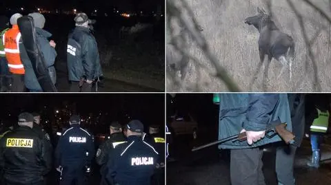Tczew: Strażnicy próbowali zagonić łosie do lasu