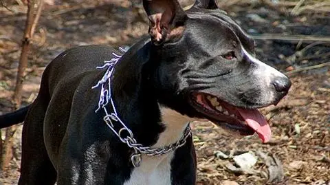 Pies gryzł drzewa, pan zapłaci