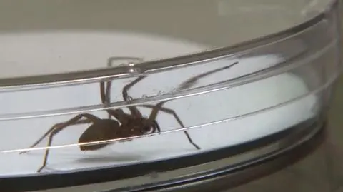 Łódzki ochroniarz ukąszony. „Jest w bardzo poważnym stanie”