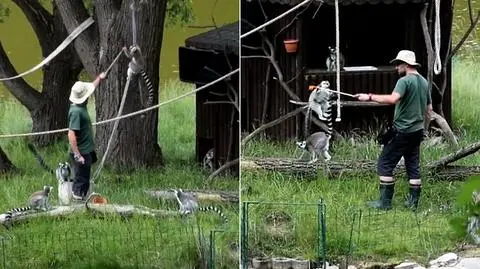Lemury trenują ze swoim opiekunem