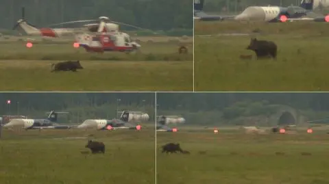 Dziki wpadły z wizytą na lotnisko w Gdyni